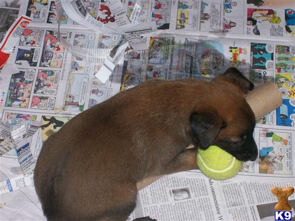 Belgian Malinois Puppies