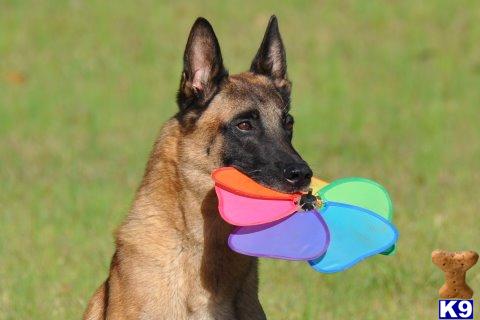 Stud Dogs - Belgian Malinois