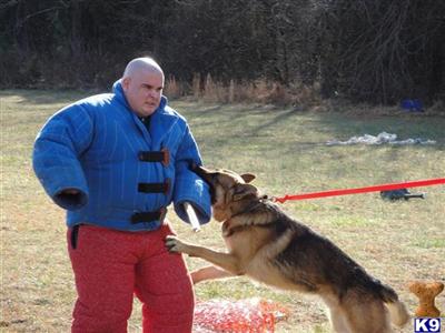 Dogs - German Shepherd