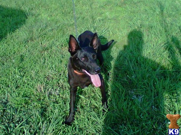Dogs - Belgian Malinois