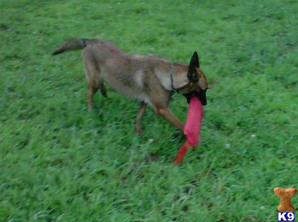 Dogs - Belgian Malinois