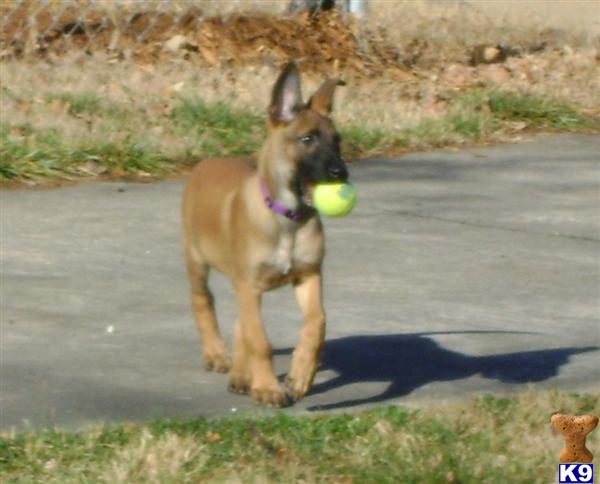 Dogs - Belgian Malinois