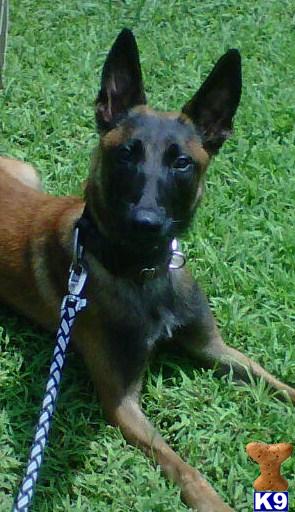 Dogs - Belgian Malinois
