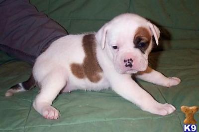 Puppies in NM