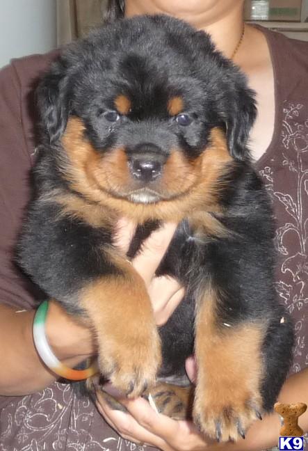 Rottweiler Puppies for Sale