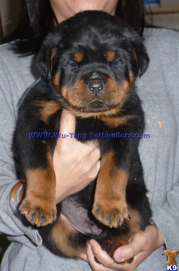 Rottweiler Puppies