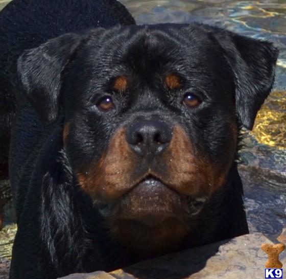 Stud Dogs in CA