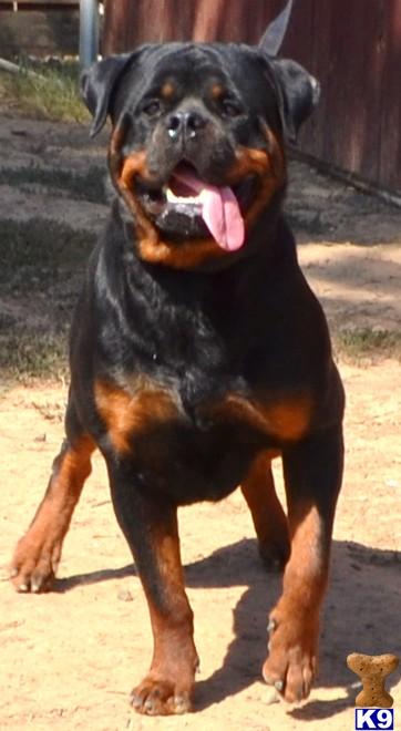 Stud Dogs in CA