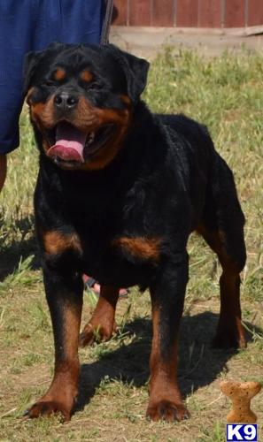 Stud Dogs - Rottweiler