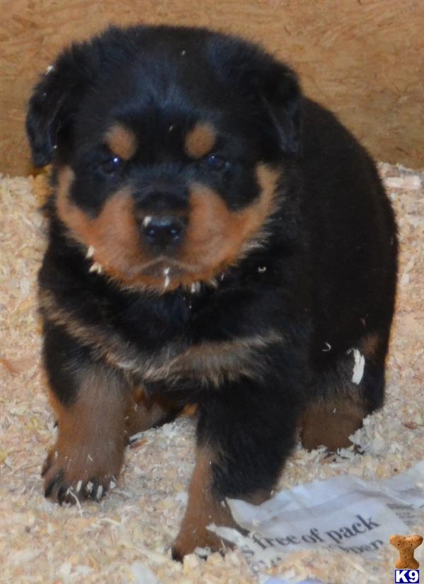 rottweiler puppies for sale in sacramento document moved rottweiler puppies for sale in sacramento document moved
