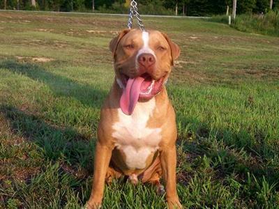 Stud Dogs in NC