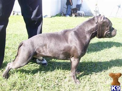 Stud Dogs - American Pit Bull