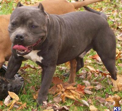 Stud Dogs in NC