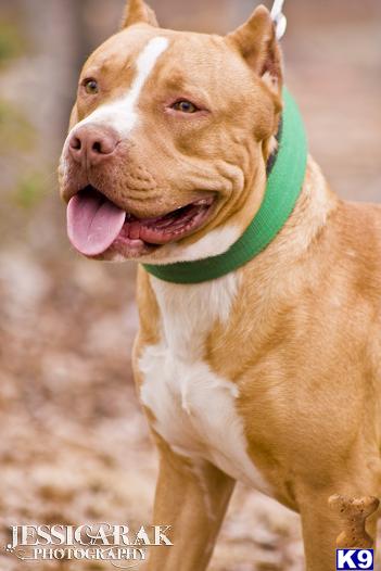 Stud Dogs - American Pit Bull