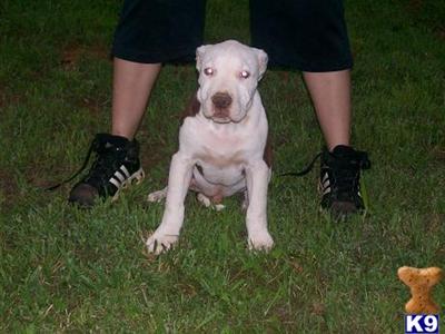 Puppies in NC