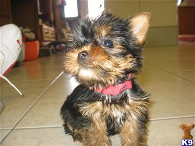 Yorkshire Terrier Puppies in FL