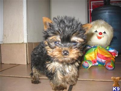 Yorkshire Terrier Puppies in FL