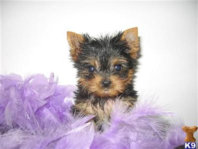 Yorkshire Terrier Puppies in FL