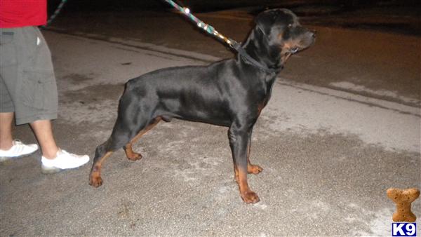 Stud Dogs - Rottweiler