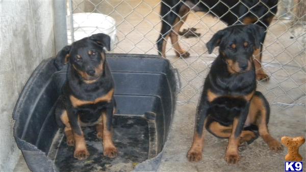 Rottweiler Puppies