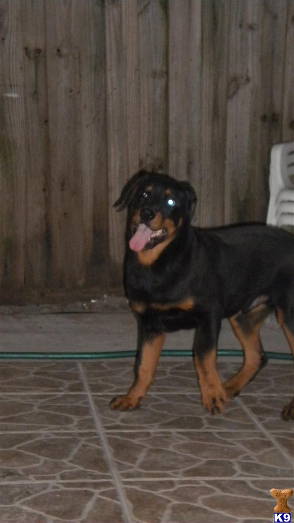 Rottweiler Puppies