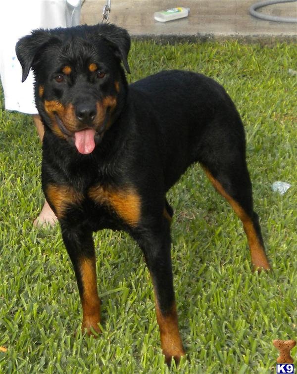 rottweiler grown mini rottweiler fully grown miniature rottweiler mix breeds picture rottweiler grown mini rottweiler fully grown miniature rottweiler mix breeds picture