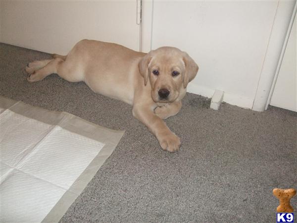 Puppies in Baltimore