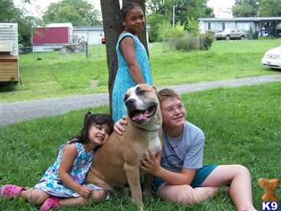 Dogs for Sale in WV
