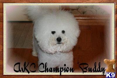 Bichon Frise Puppies for Sale