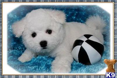 Bichon Frise Puppies for Sale