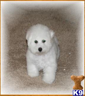 Bichon Frise Puppies