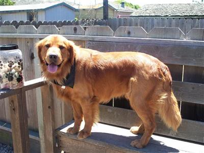 Stud Dogs in CA