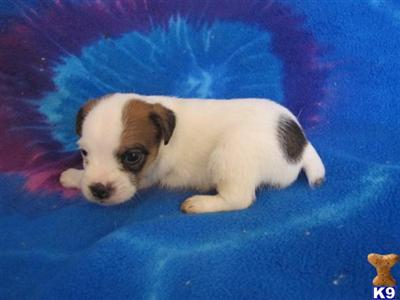 Small Dogs