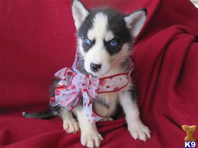 Siberian Husky Puppies for Sale