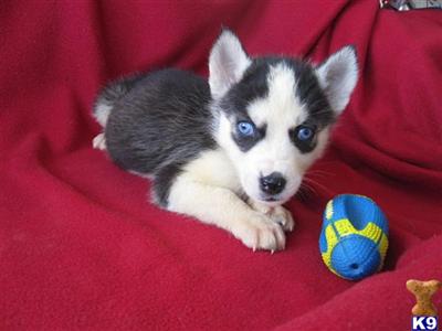 Siberian Husky Puppies for Sale
