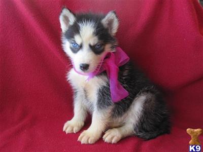 Siberian Husky Puppies for Sale