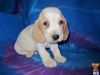 Basset Hound Puppies for Sale