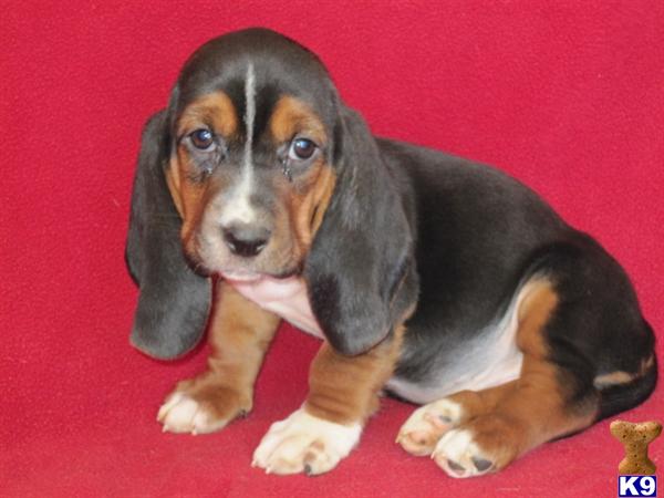 Puppies in KS