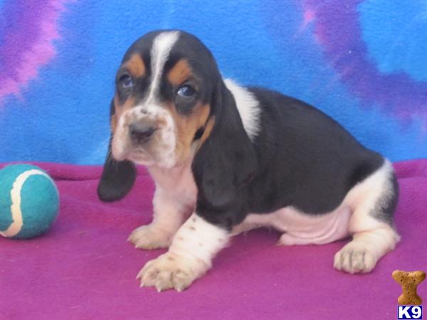 Puppies in KS