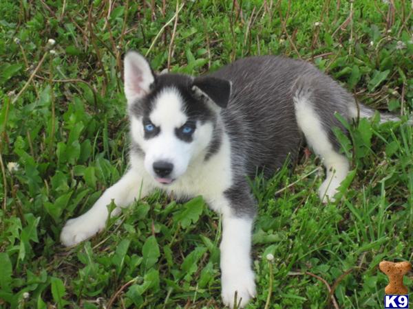 Puppies in KS