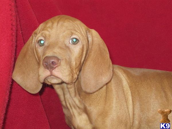 Vizsla Puppies