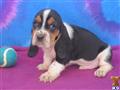 Basset Hound