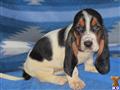 Basset Hound