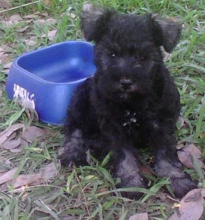 Puppies in MS