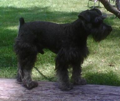 Dogs for Sale in MS