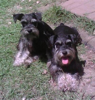 Dogs for Sale in MS