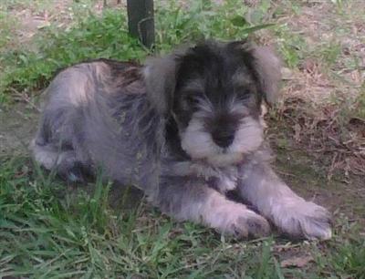 Puppies in MS