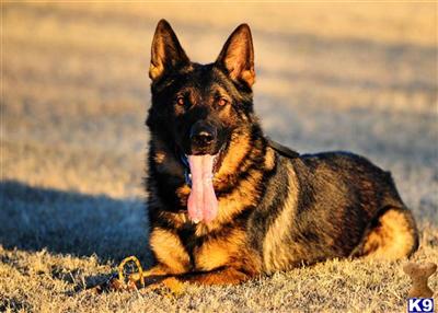 Stud Dogs - German Shepherd