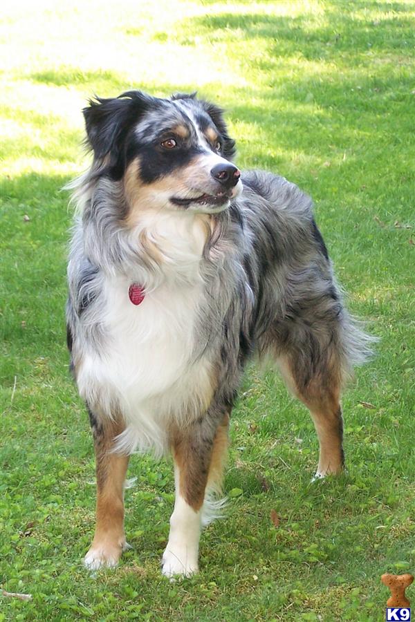Stud Dogs - Australian Shepherd