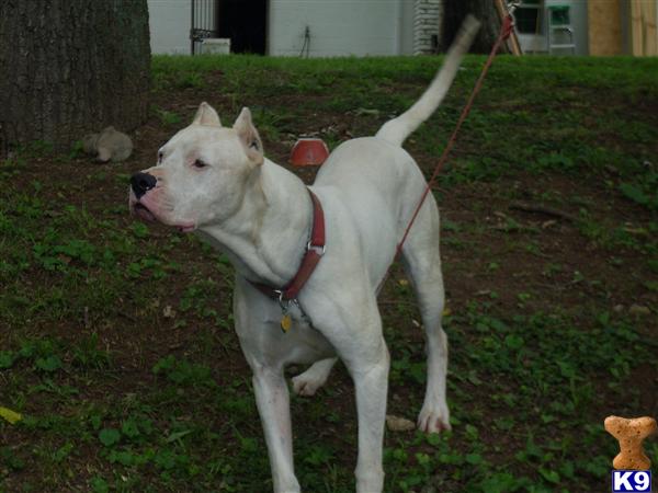 Dogo+argentino+for+sale+in+texas